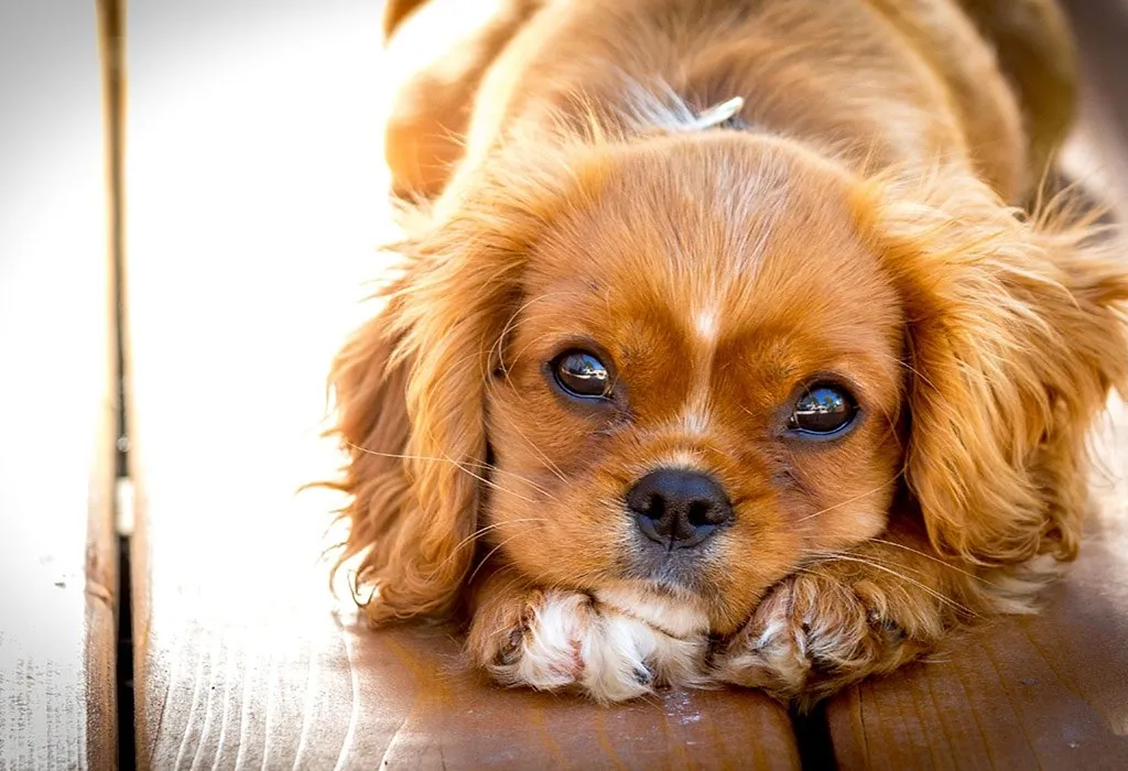 Good pets for store ten year olds