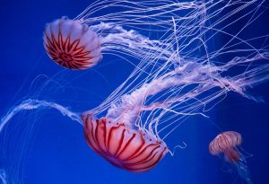 Jellyfish