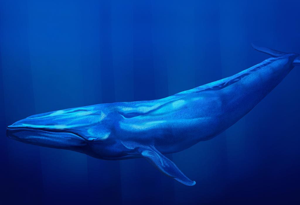 newborn blue whale