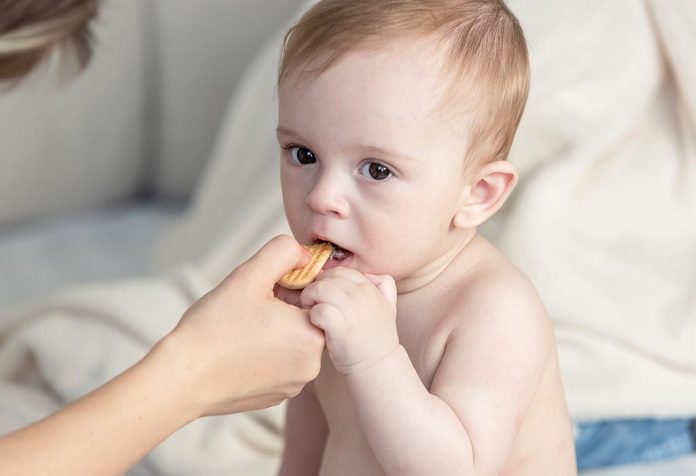 A baby eating a biscuit