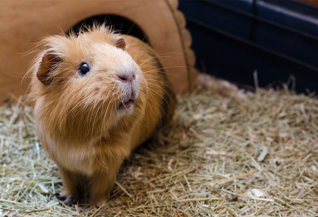 Guinea Pigs