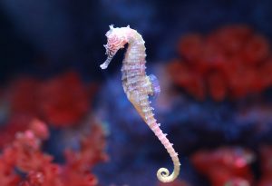 Seahorse