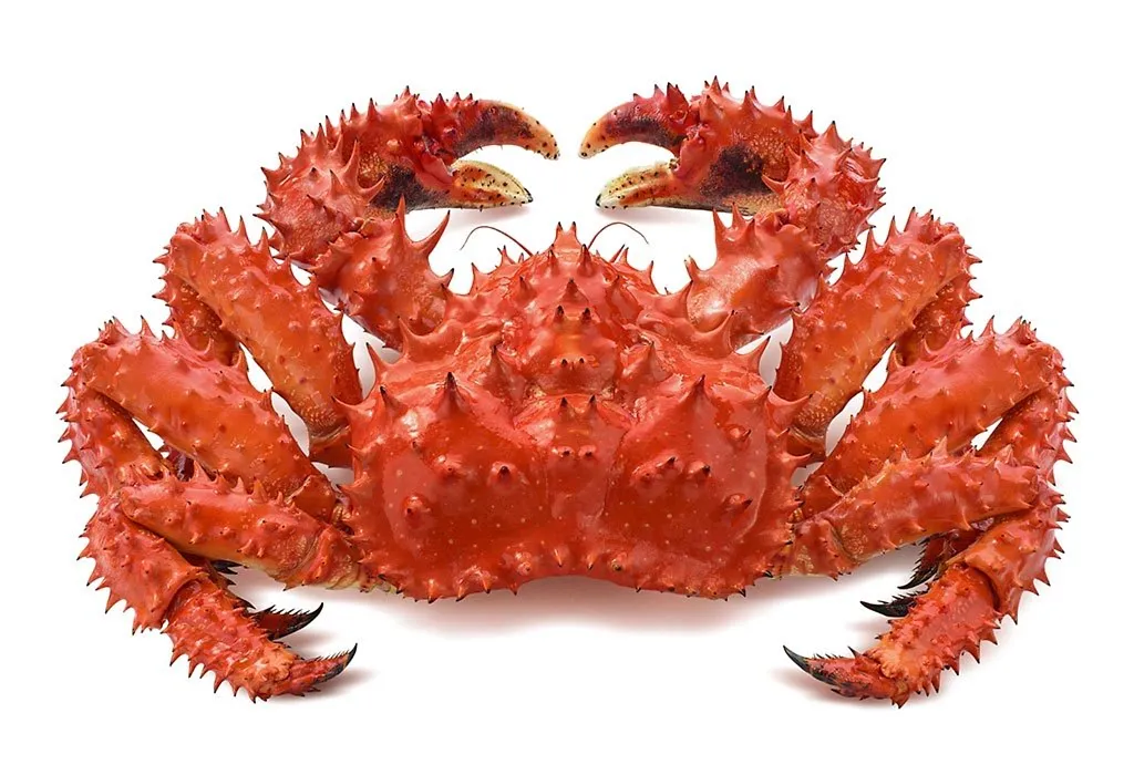 King Crabs Always