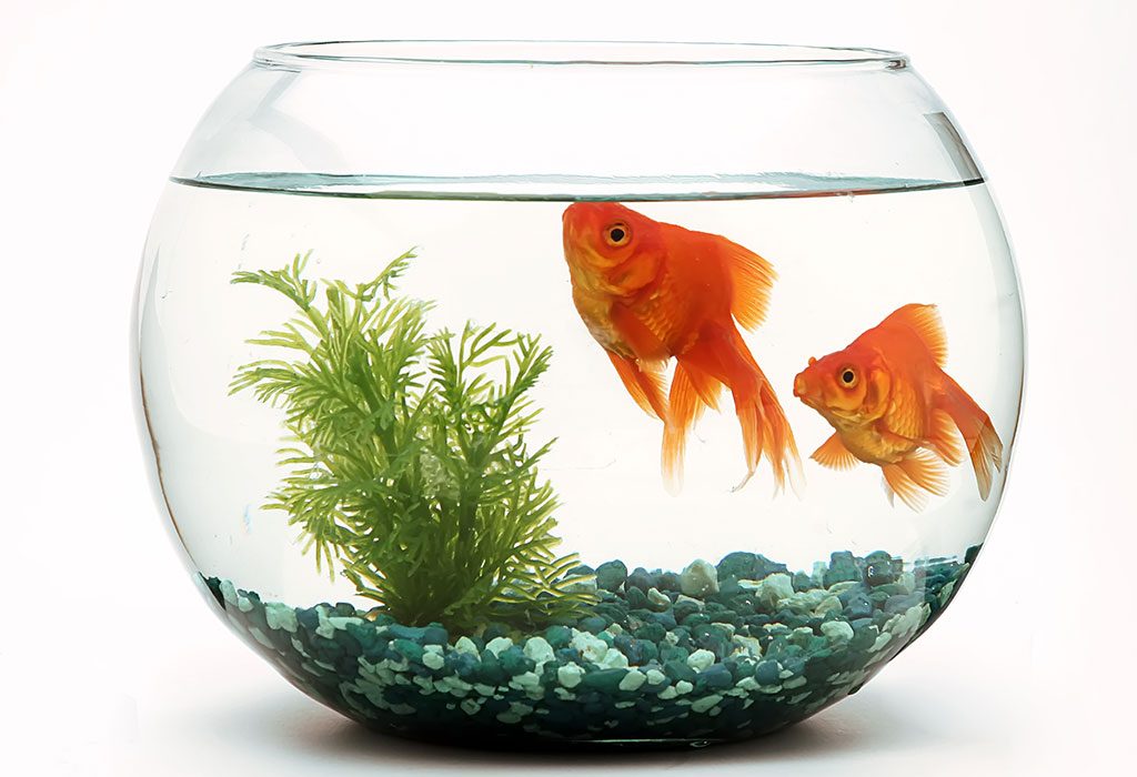 Pets At Home Fish Points List Anna Blog