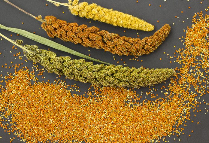 Millet (Bajra) for Babies - Health Benefits and Recipes