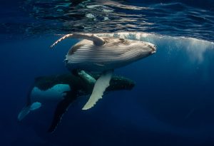 Humpback Whale - A Type of Whale