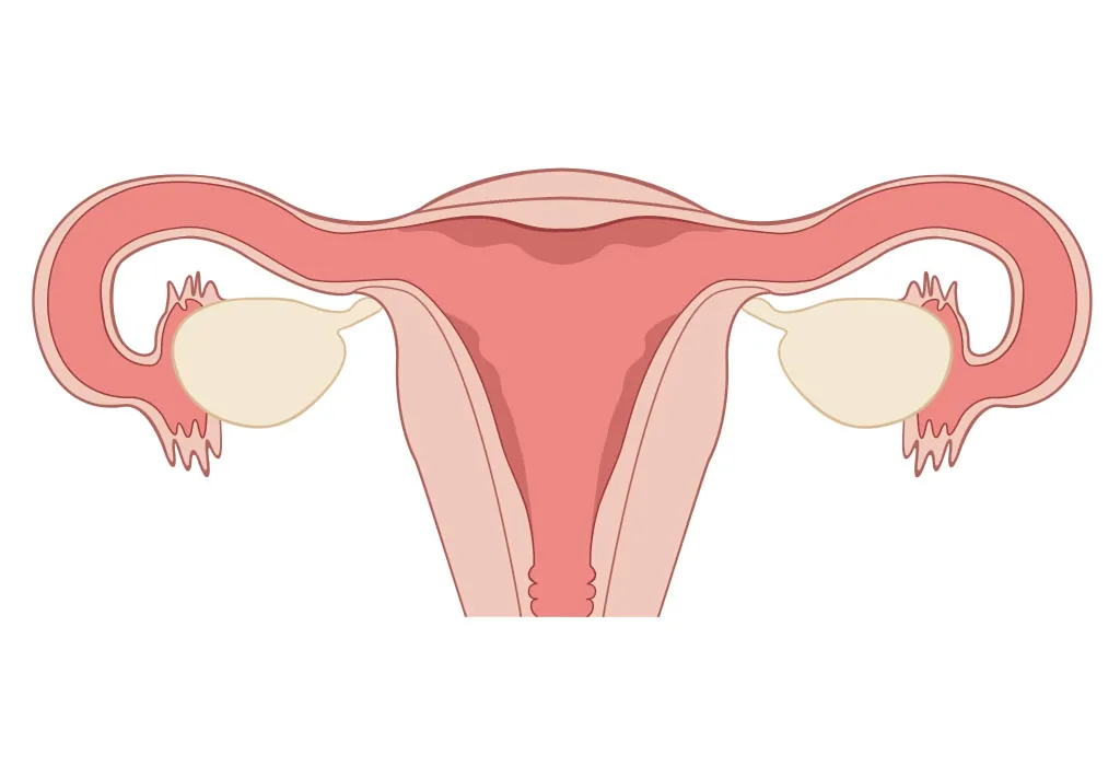 Female reproductive system Female reproductive system