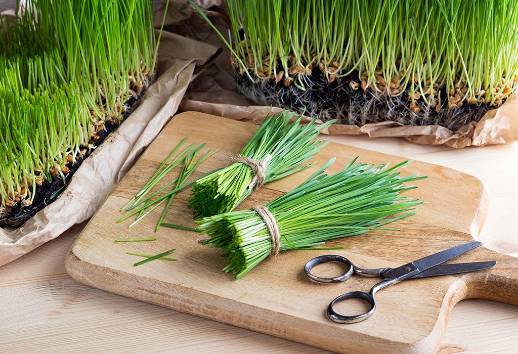 Wheatgrass During Pregnancy – Benefits and Side Effects