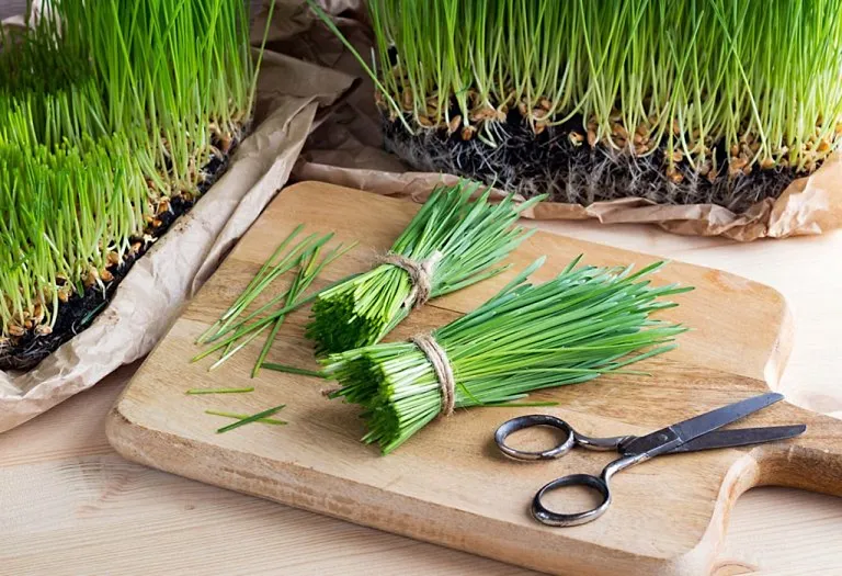 Wheatgrass During Pregnancy - Benefits and Side Effects