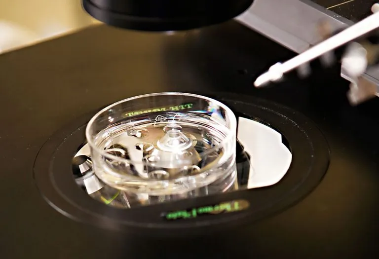 Getting Pregnant With Donor Eggs - Success Rate, Pros, and Cons