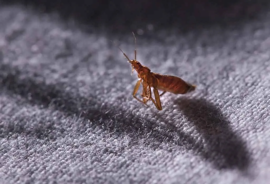 How To Deal With Bed Bug Bites On Babies Children