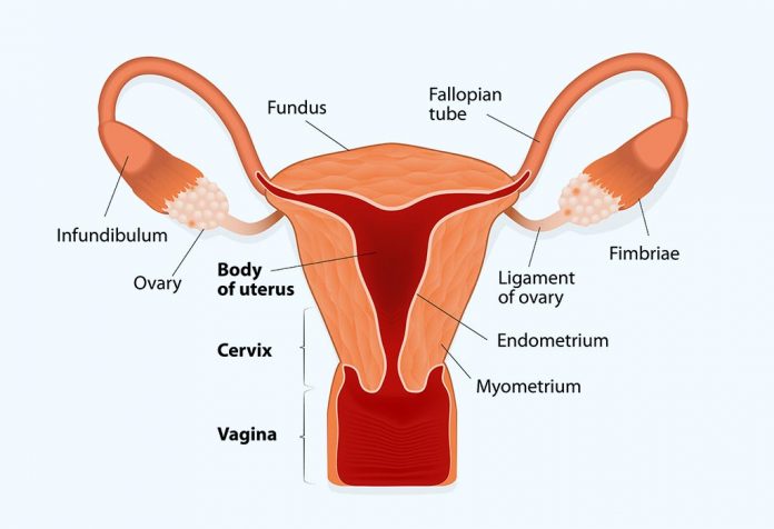 Endometrial Thickness – What’s the Normal Range for Pregnancy?
