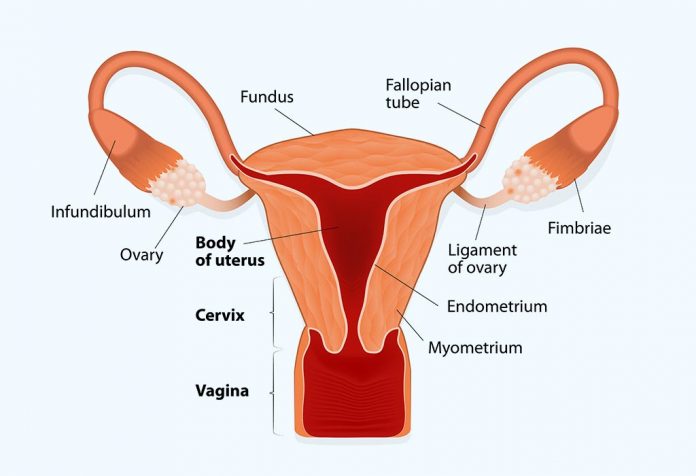 Normal Uterus Size Chart