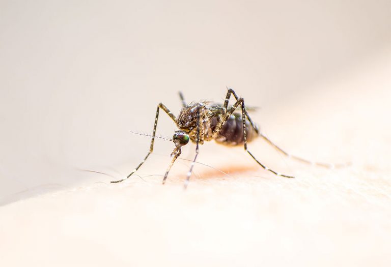 Dengue is not contagious among human beings since it can infect a