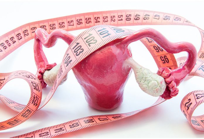 Anatomical model of ovaries and a measuring tape.