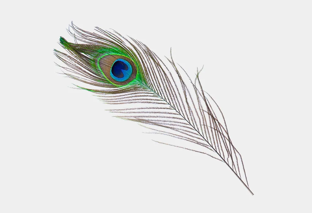 A peacock feather