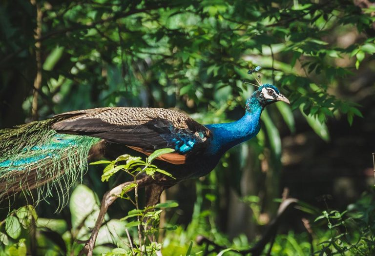 20 Interesting Information And Fun Facts About Peacock For Kids