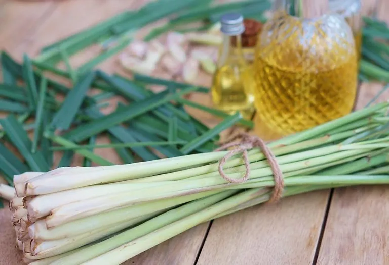 Eating Lemongrass While Pregnant – Is It Safe?