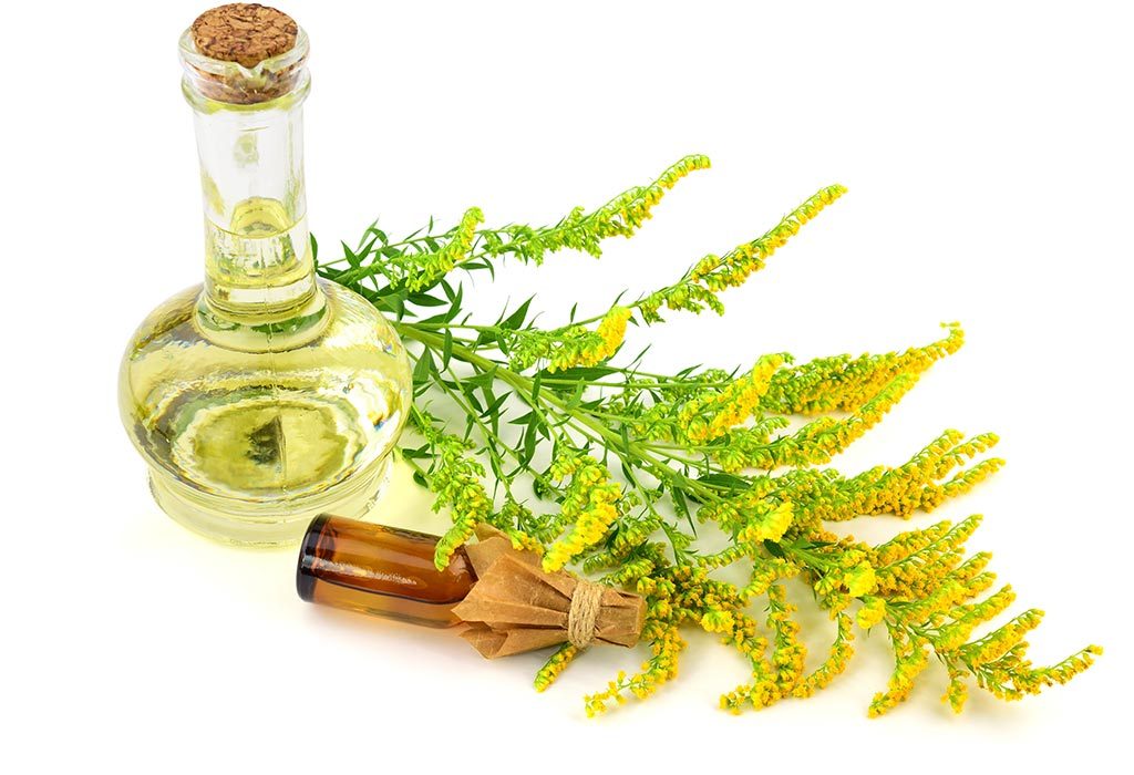 Goldenrod oil