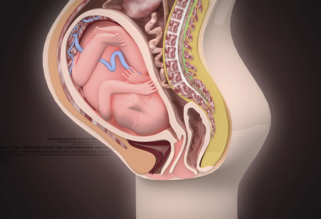 CHANGES IN THE UTERUS CHANGES IN THE UTERUS