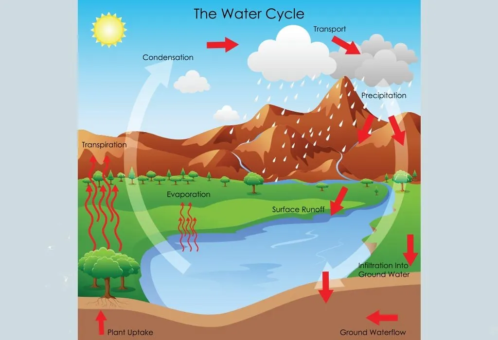 sentar Dentro afijo Water Cycle for Kids - How It Works and Interesting Facts