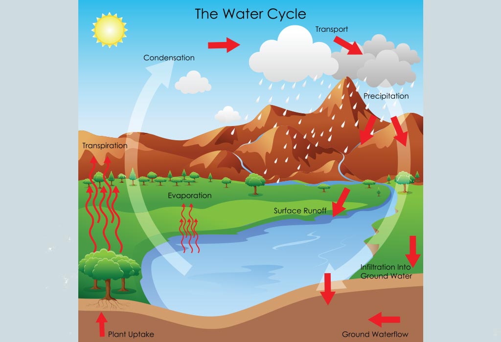 summarize the steps of the water cycle.