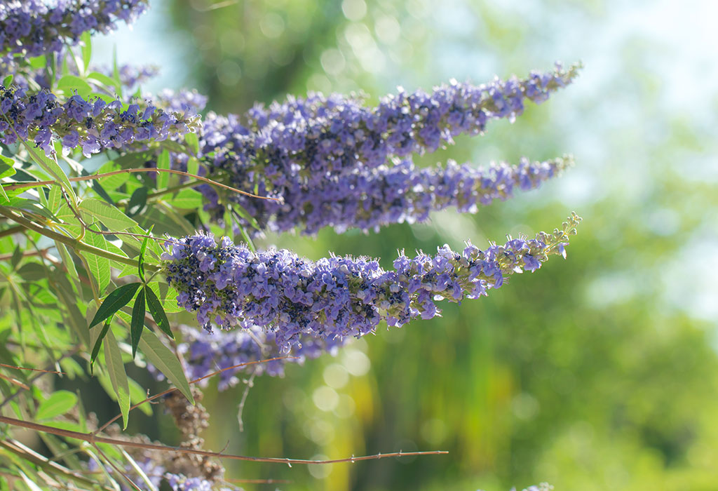 Vitus Agnus Castus