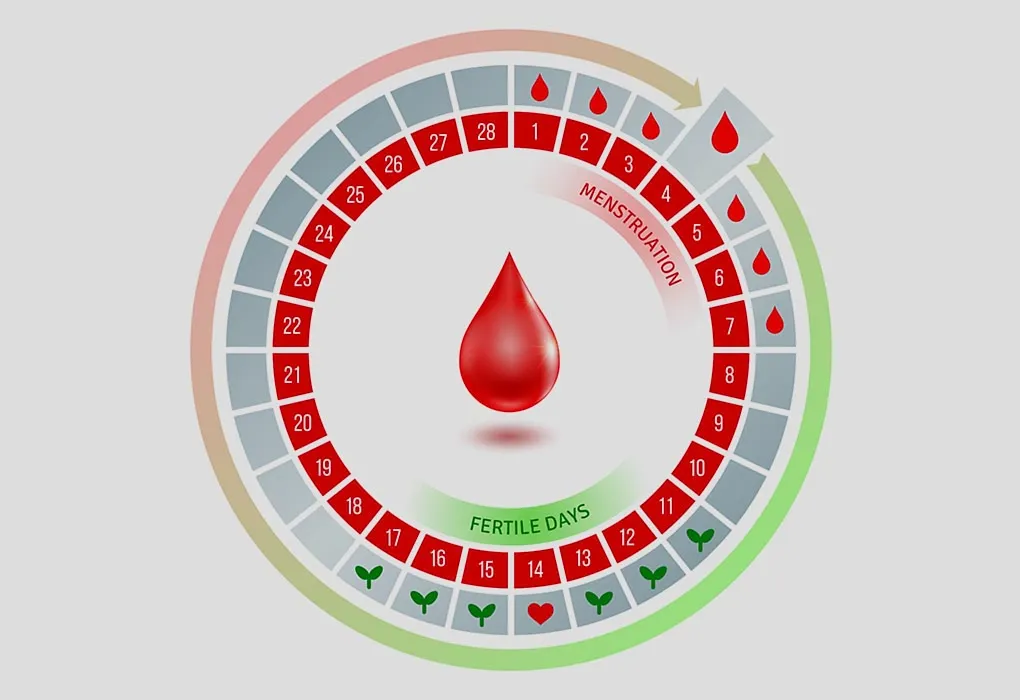 When are you most fertile? - When is a woman most fertile?