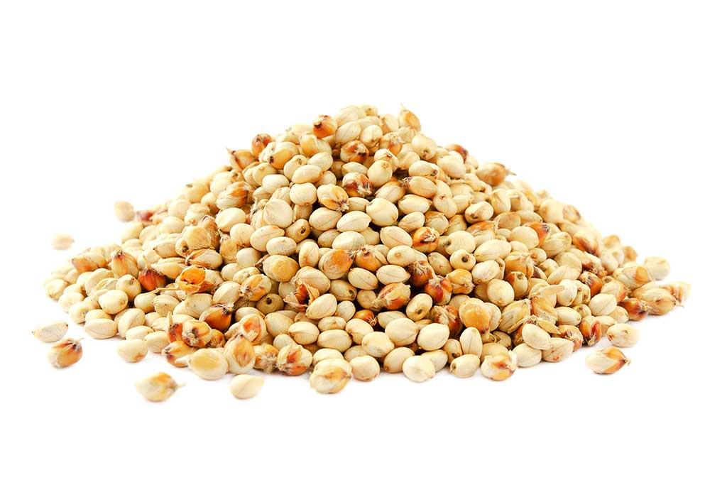 Sorghum Millet