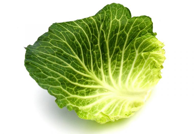 Does Using Cabbage Leaves on Breasts Reduce Milk Production