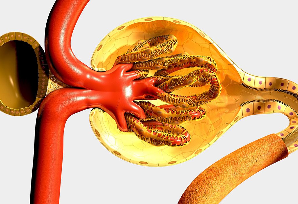 renal-tubular