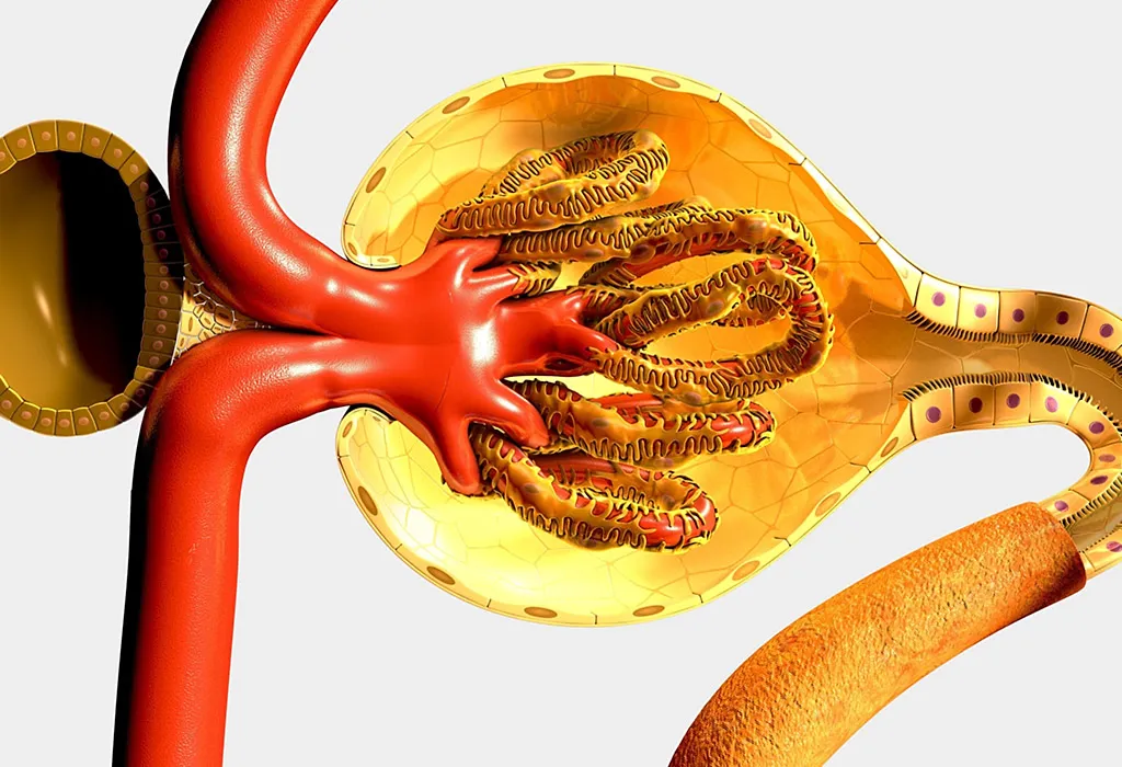 RENAL TUBULAR RENAL TUBULAR