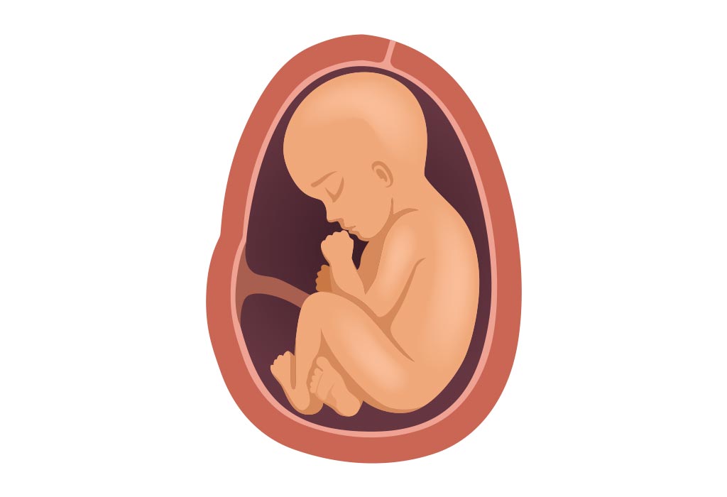 Bump Size Chart During Pregnancy