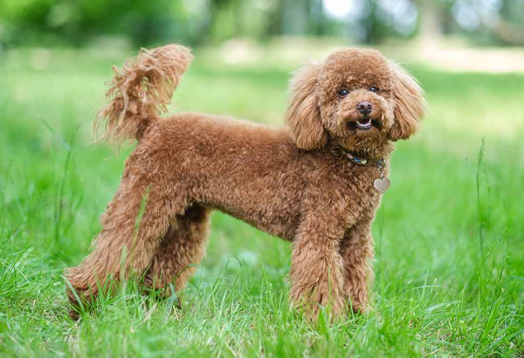 Poodles