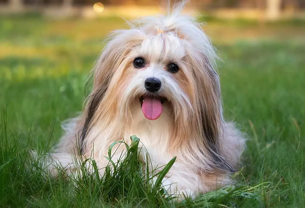 Havanese Havanese