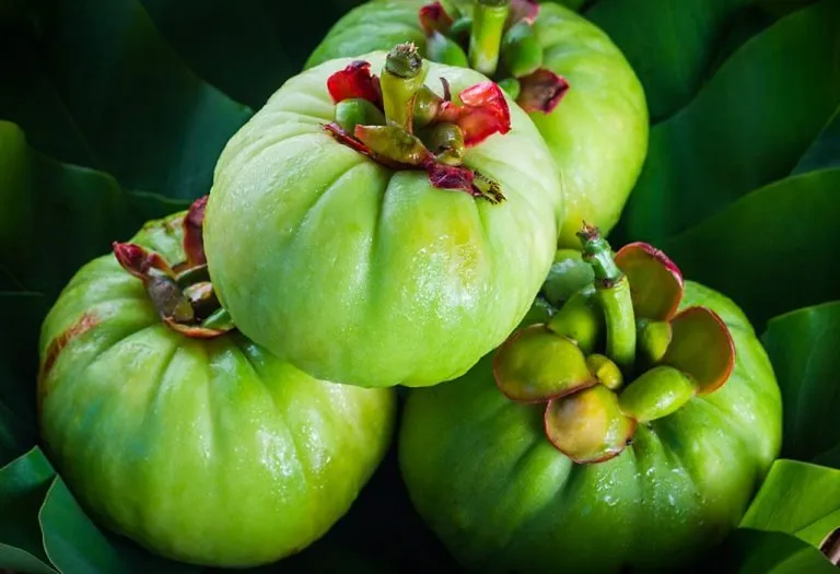 Is Taking Garcinia Cambogia during Breastfeeding Safe?