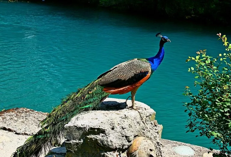 24 Interesting Peacock Facts for Kids