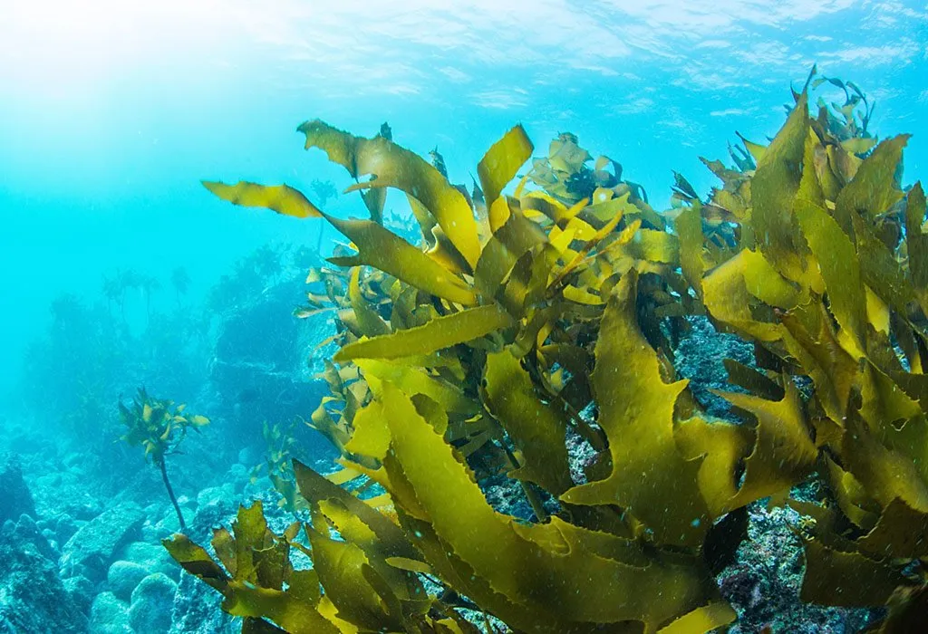 Aquatic Plants