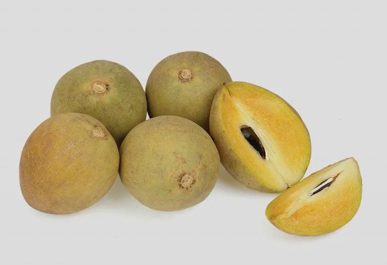 Eating Chikoo (Sapota) Fruit During Pregnancy - Is it Harmful?