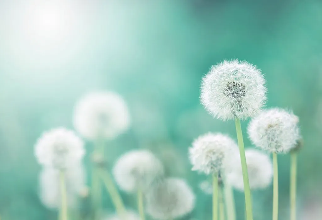 Dandelion is edible