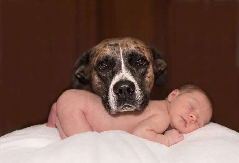 Preparing Your Dog For Your Baby’s Arrival