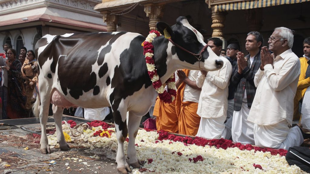 Cow Worship