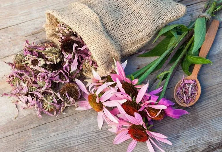 Taking Echinacea While Pregnant: Benefits & Side Effects