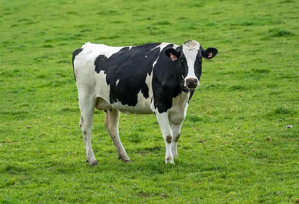 Cow