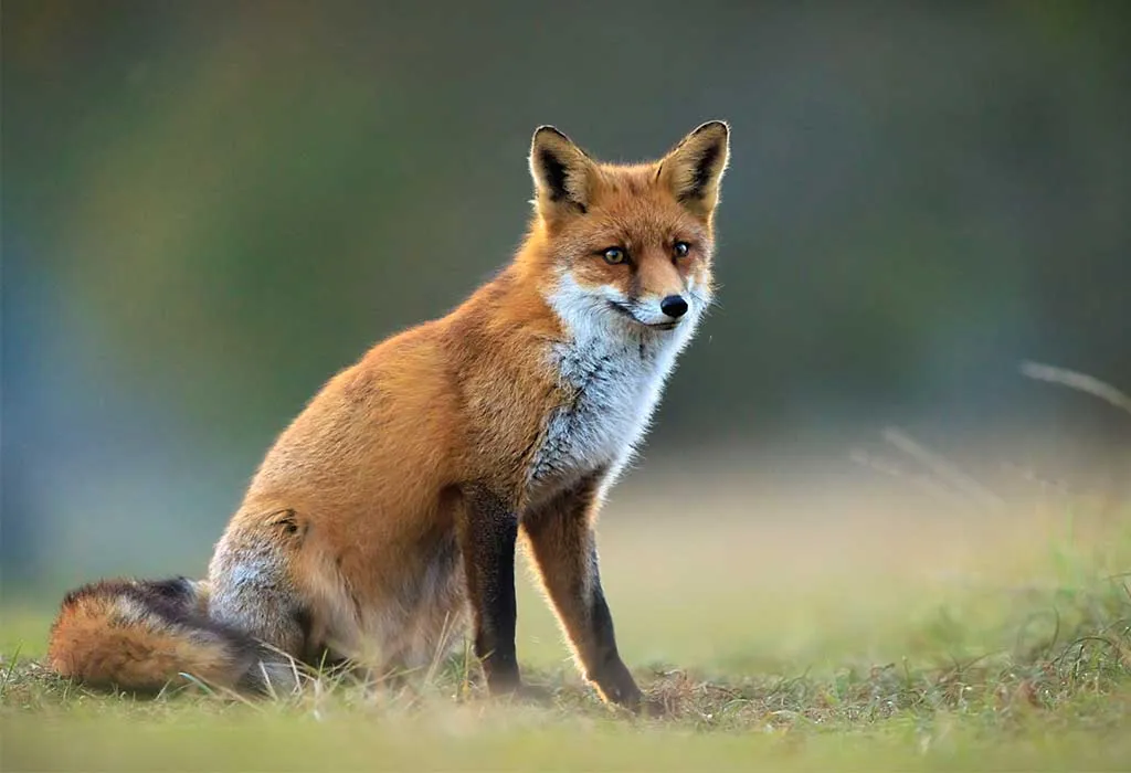 Fox