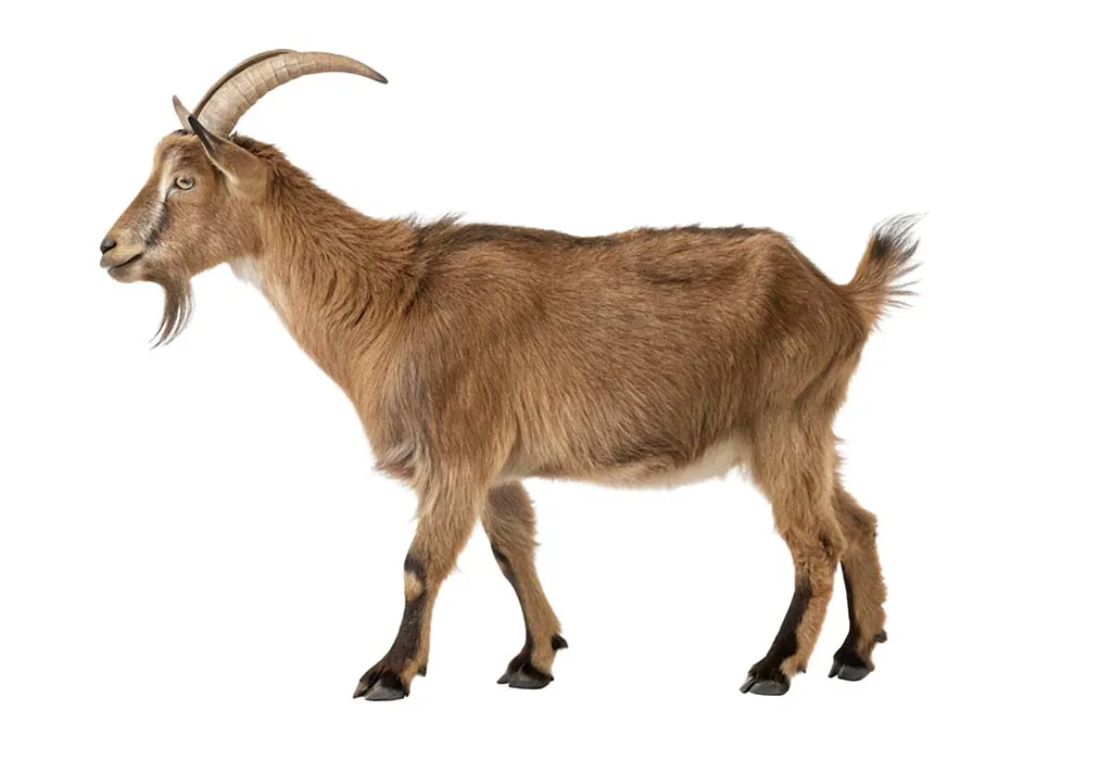 Goat