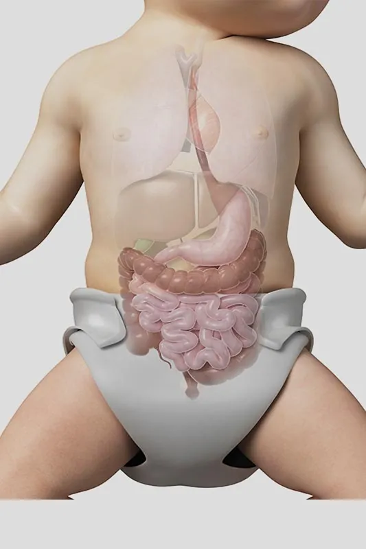 The Digestive Tract Lining Issue