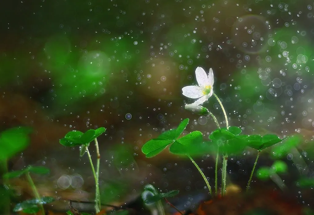Pollen grains in the wind