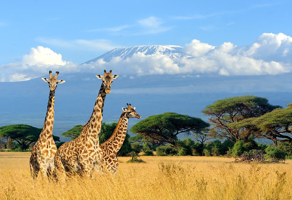 Interesting Facts About Giraffe (the Tallest Mammal) for Kids