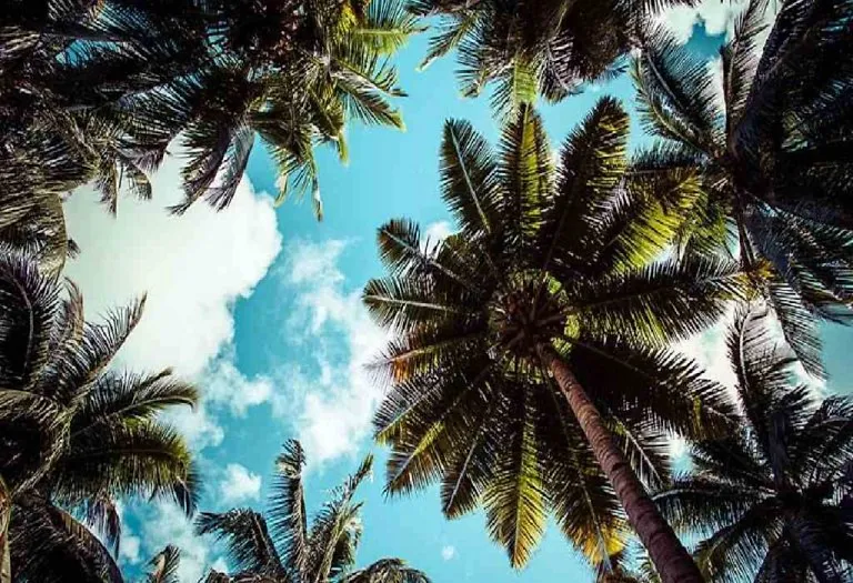 Go South for the Winter! Top Family Destinations in Andaman